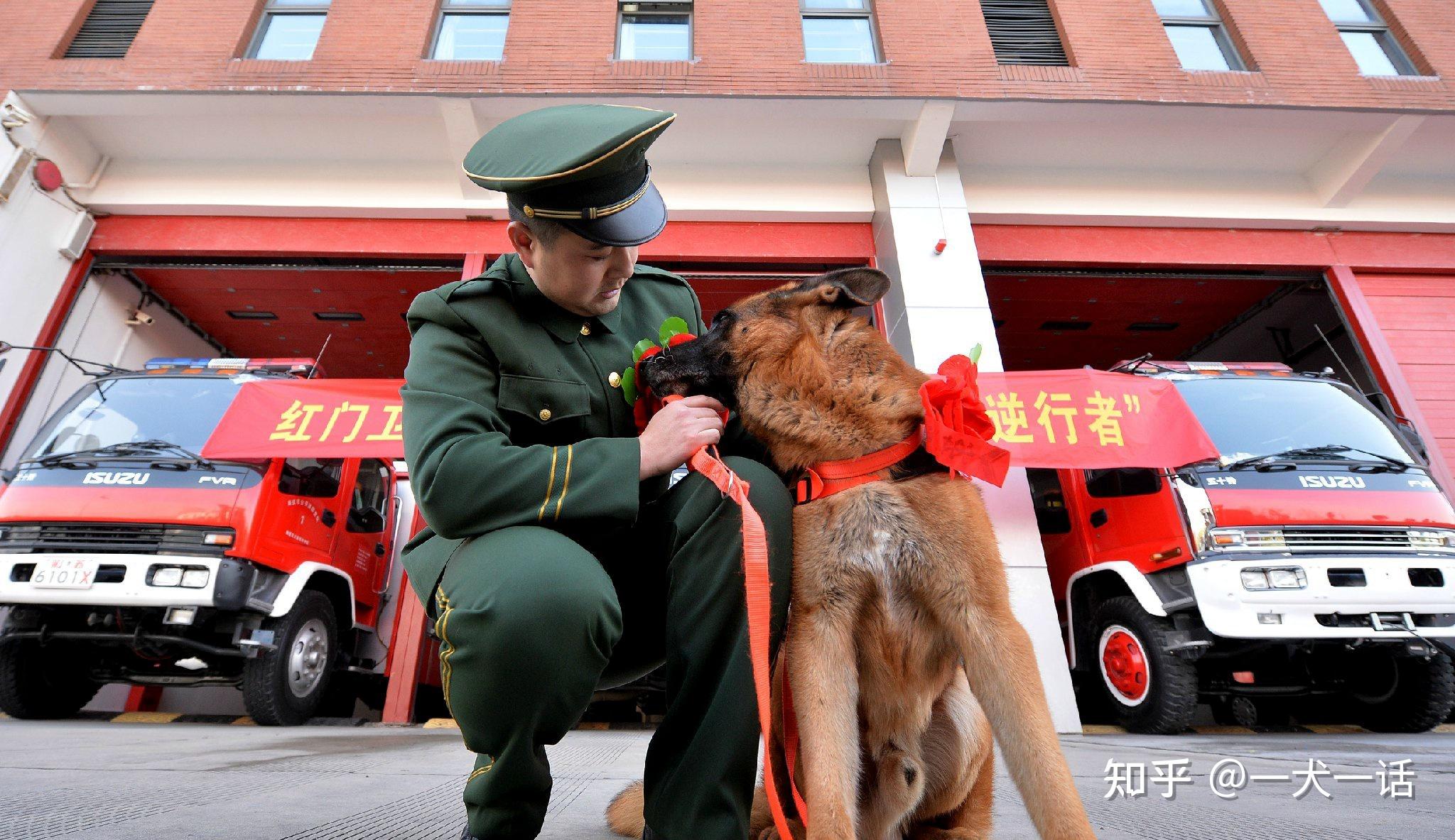 一令一动！看四川消防搜救犬技能大比拼_四川在线