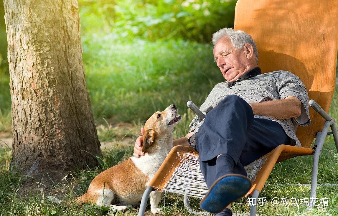 老一辈人“最喜欢”的几种狗，养它们，带你走慢节奏 - 知乎