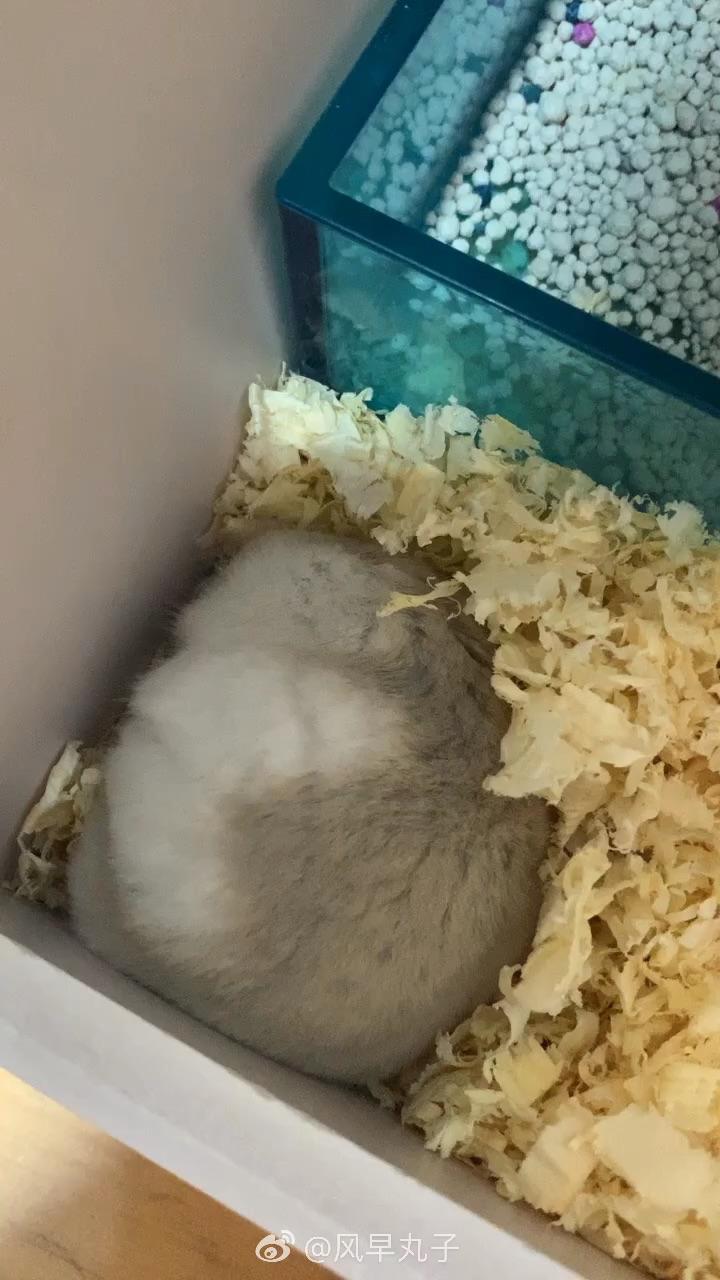 养奶茶仓鼠是一种怎样的体验