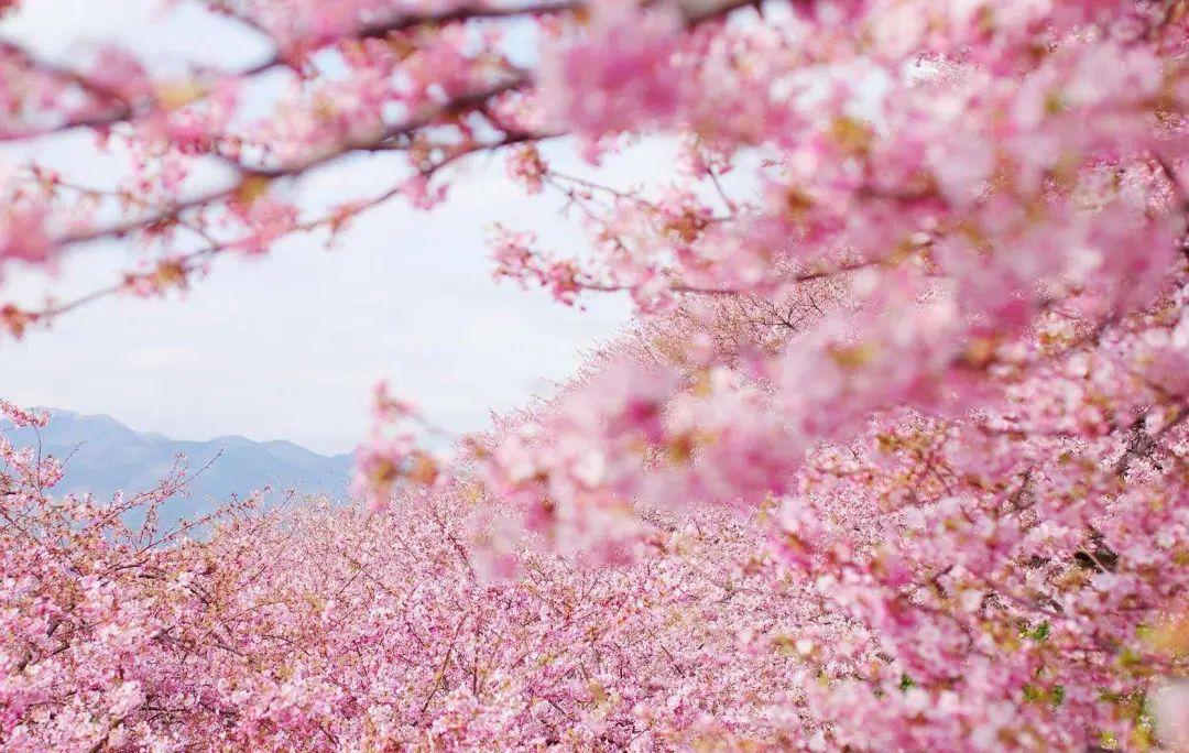 樱花用英文怎么说 你不会以为是 Cherry Flower 吧 知乎 樱花用英文怎么说 你不会以为是 Cherry Flower 吧 知乎