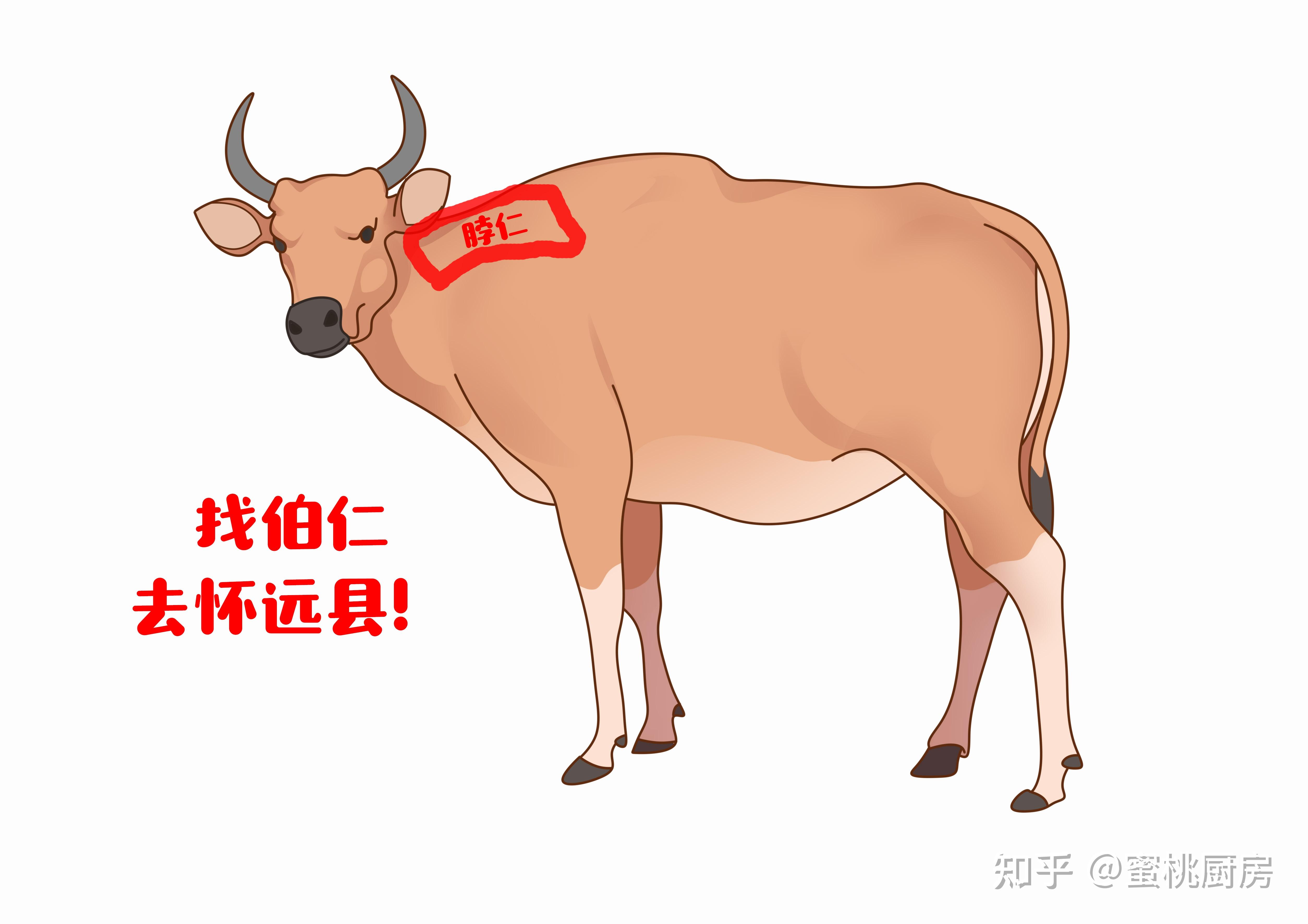 潮汕牛肉中的吊龙伴、脖仁、匙柄、五花趾、三花趾、匙仁、胸口朥等等都是哪些部位？ - 知乎