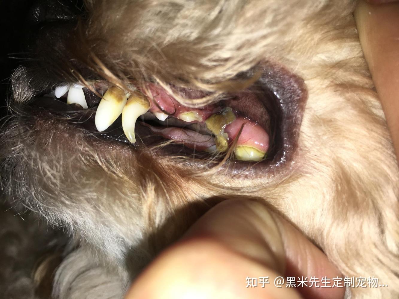 如果狗狗已经有口臭了