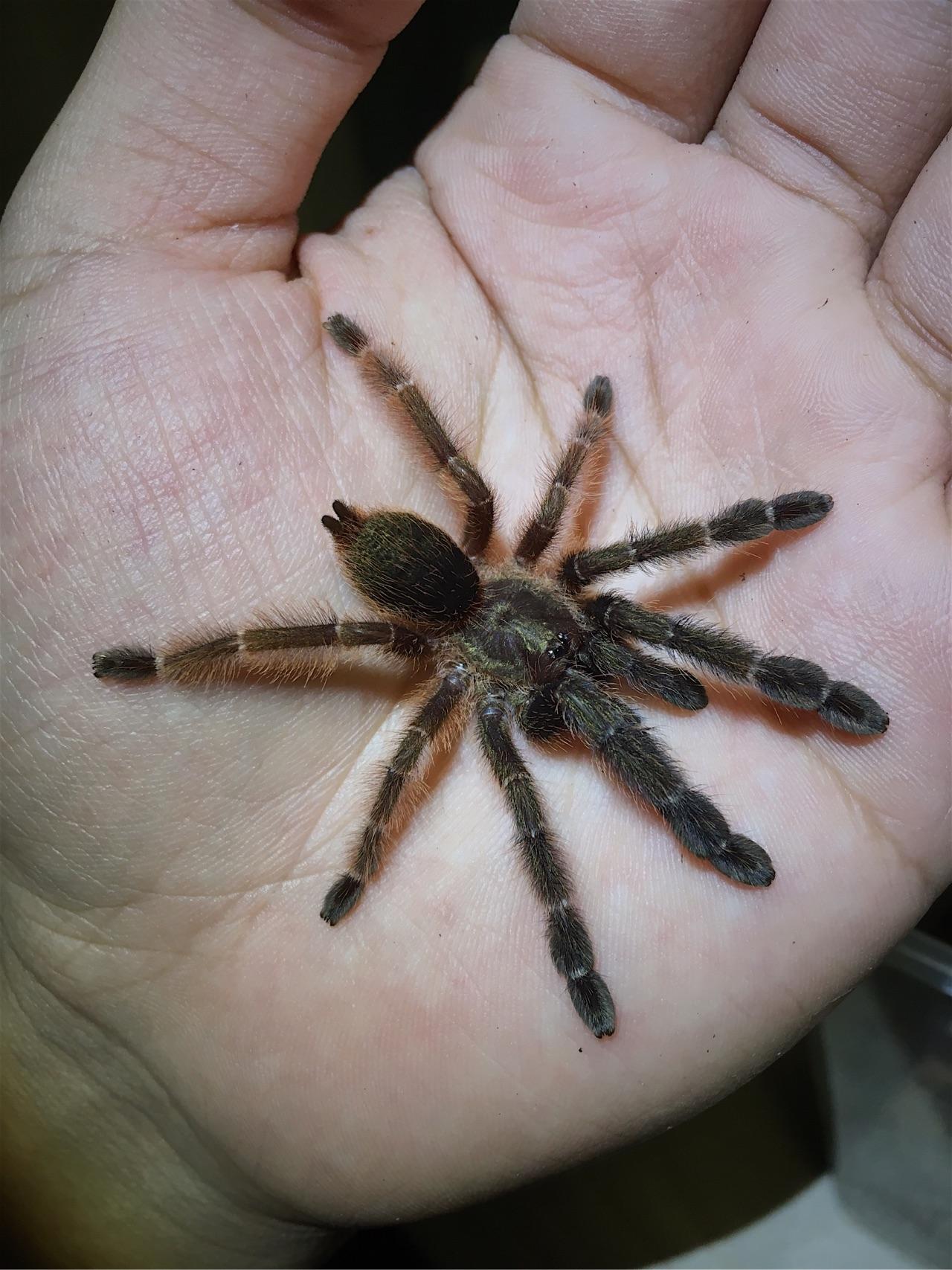 在寝室里适合养什么异宠在家在寝室里养蝎子蜘蛛之类的是一种怎样的