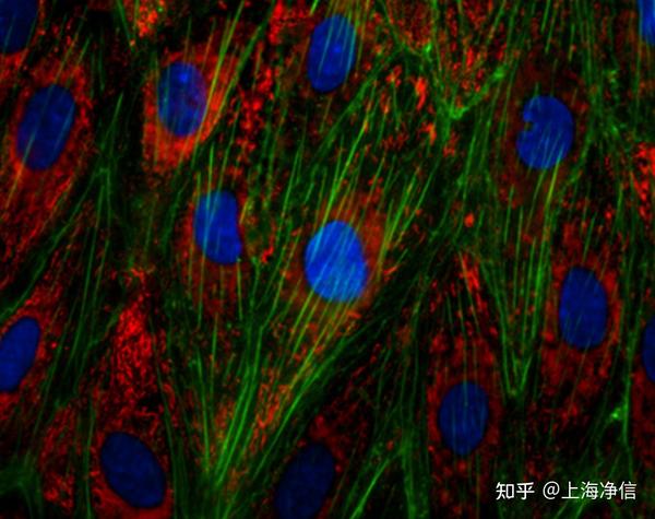 ibidi应用指南|免疫荧光实验 - 知乎