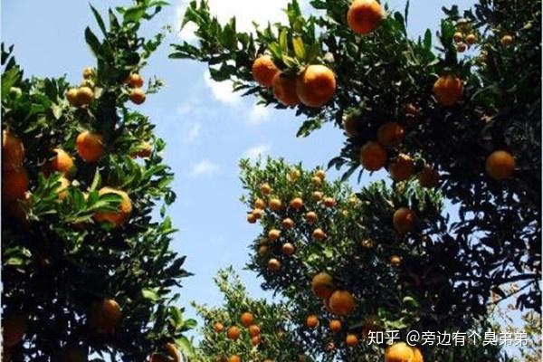特产——靖安椪柑 - 知乎