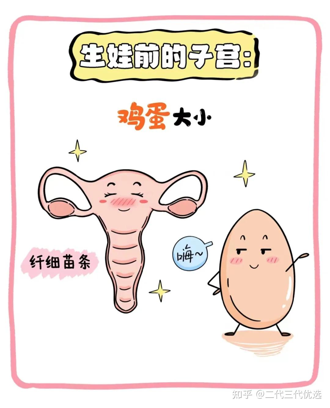 女性妊娠后子宫出现了什么变化? - 知乎