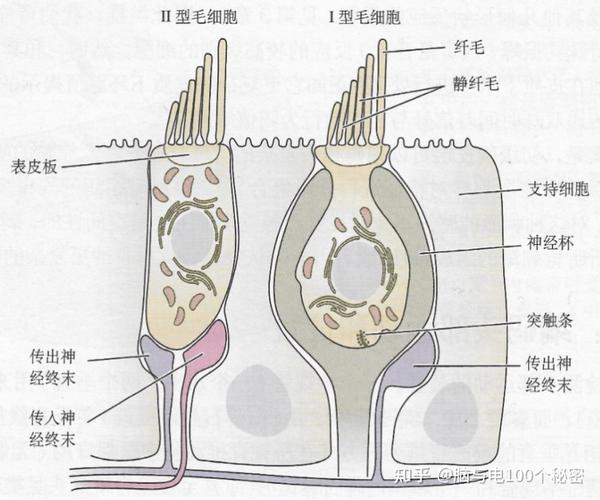 其他感觉记忆 - 知乎