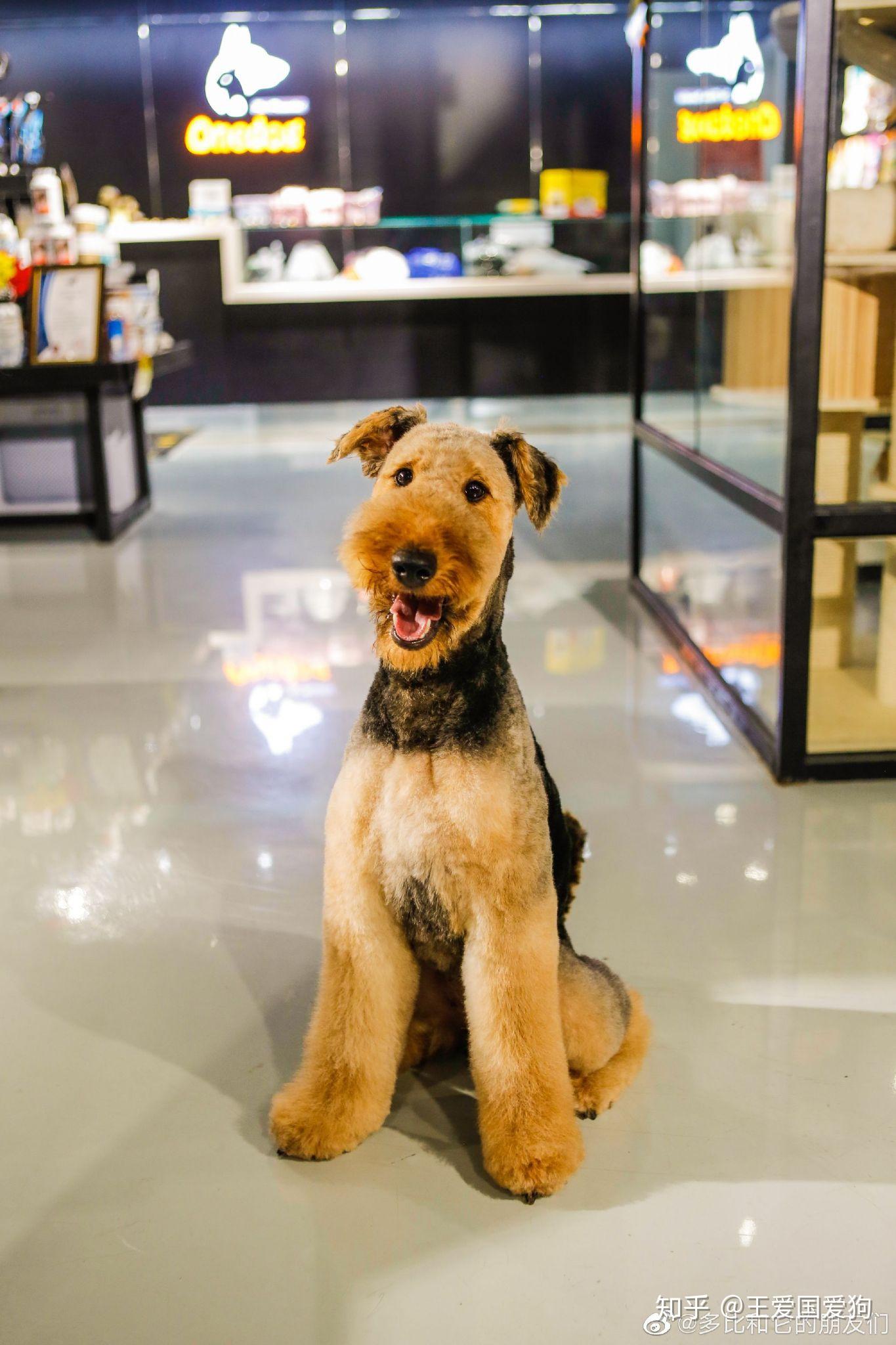 万能梗好养吗?它的优点和缺点有哪些? - 知乎