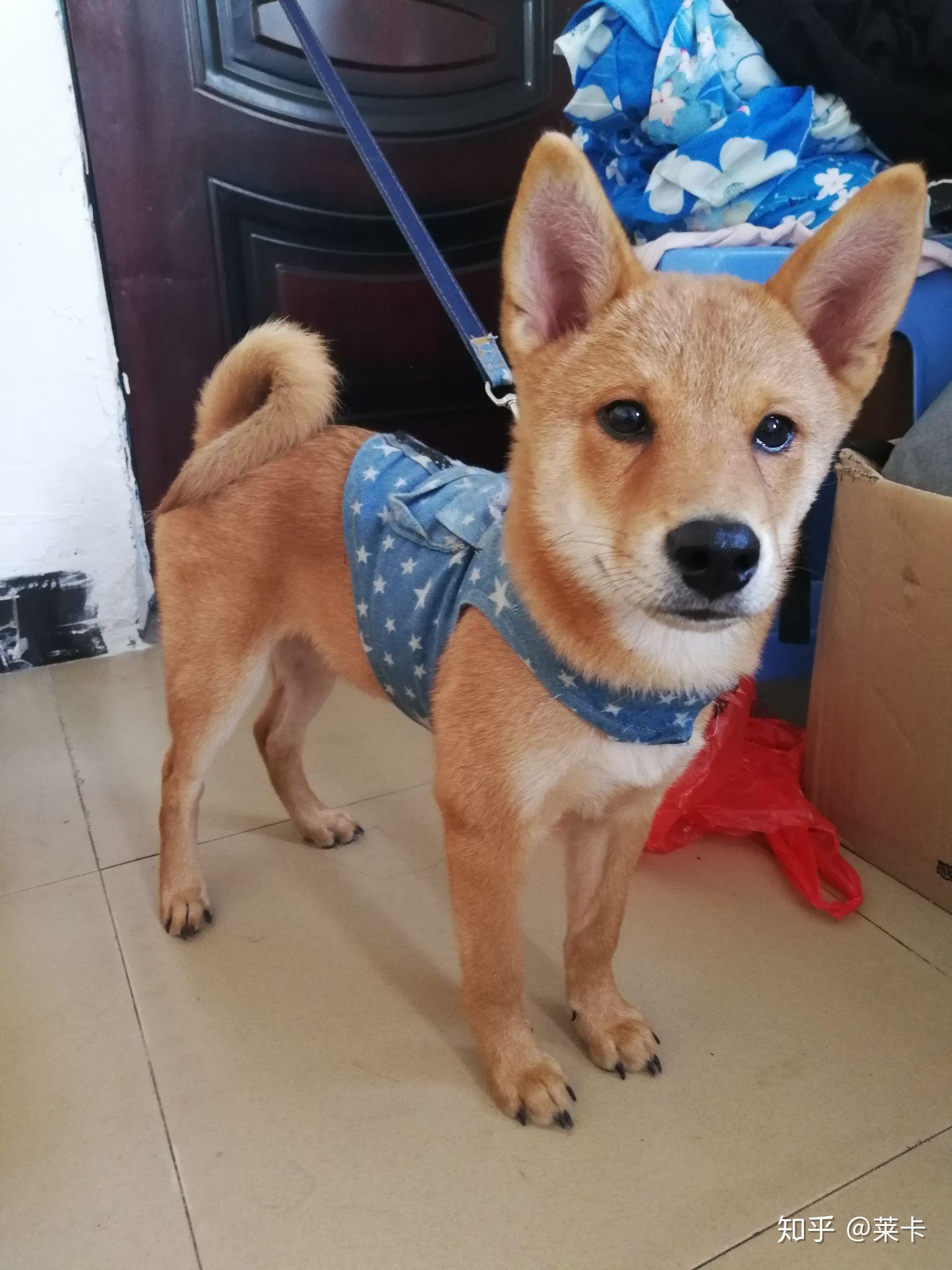 这是我家四个月大的小柴各位大神看看是不是太瘦了