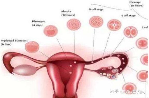 明明有两个卵巢为什么只有一侧排卵
