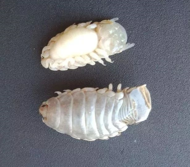 (摄影:续齐乐)(4)桡足类中也有不少瘆人的寄生虫成员,主要出现在杯