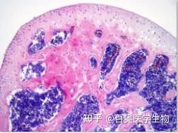 实验外包/股骨骨缺损模型 - 知乎