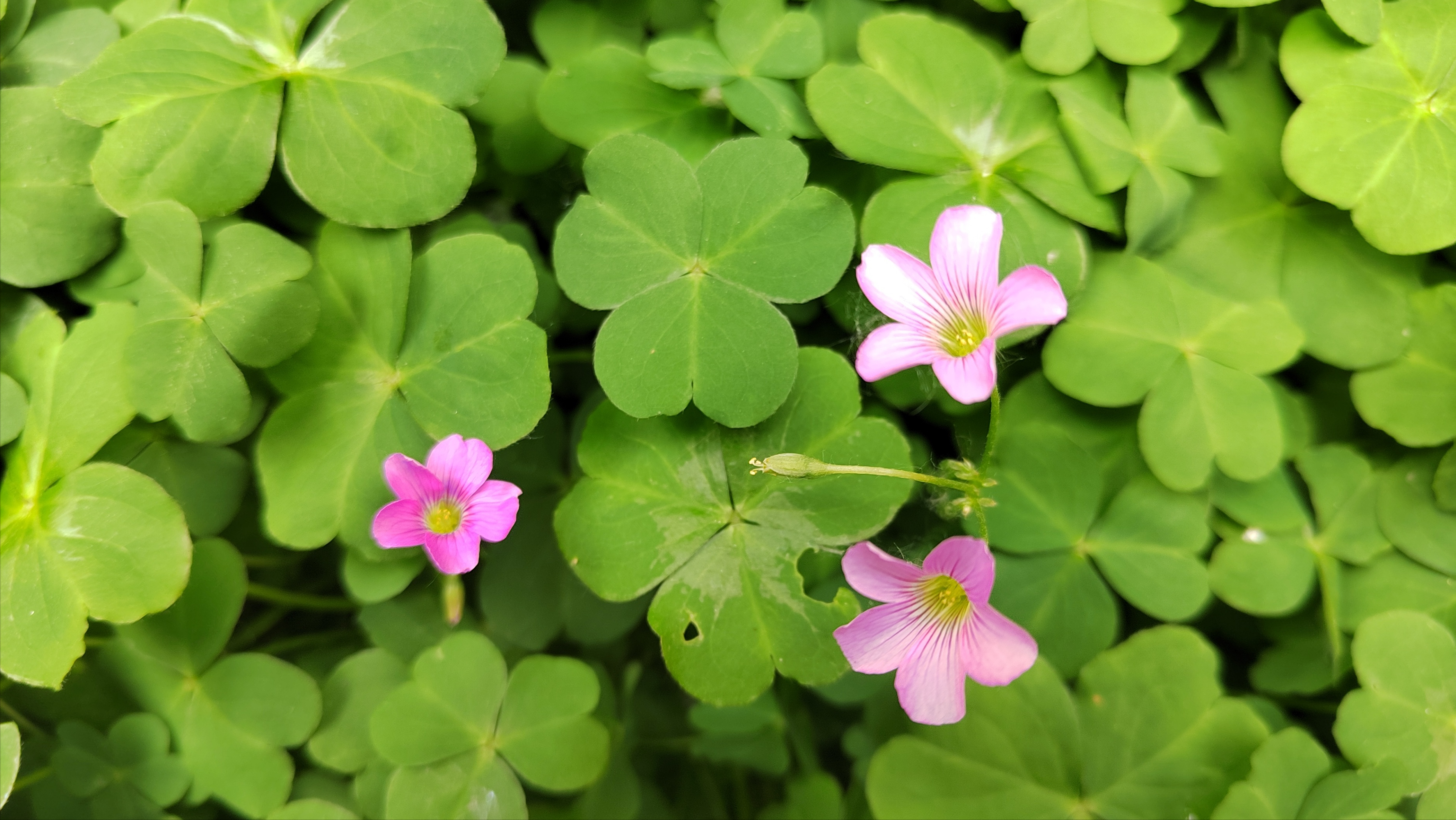 红花酢浆草|三瓣心叶聚,五角花簇开 - 知乎