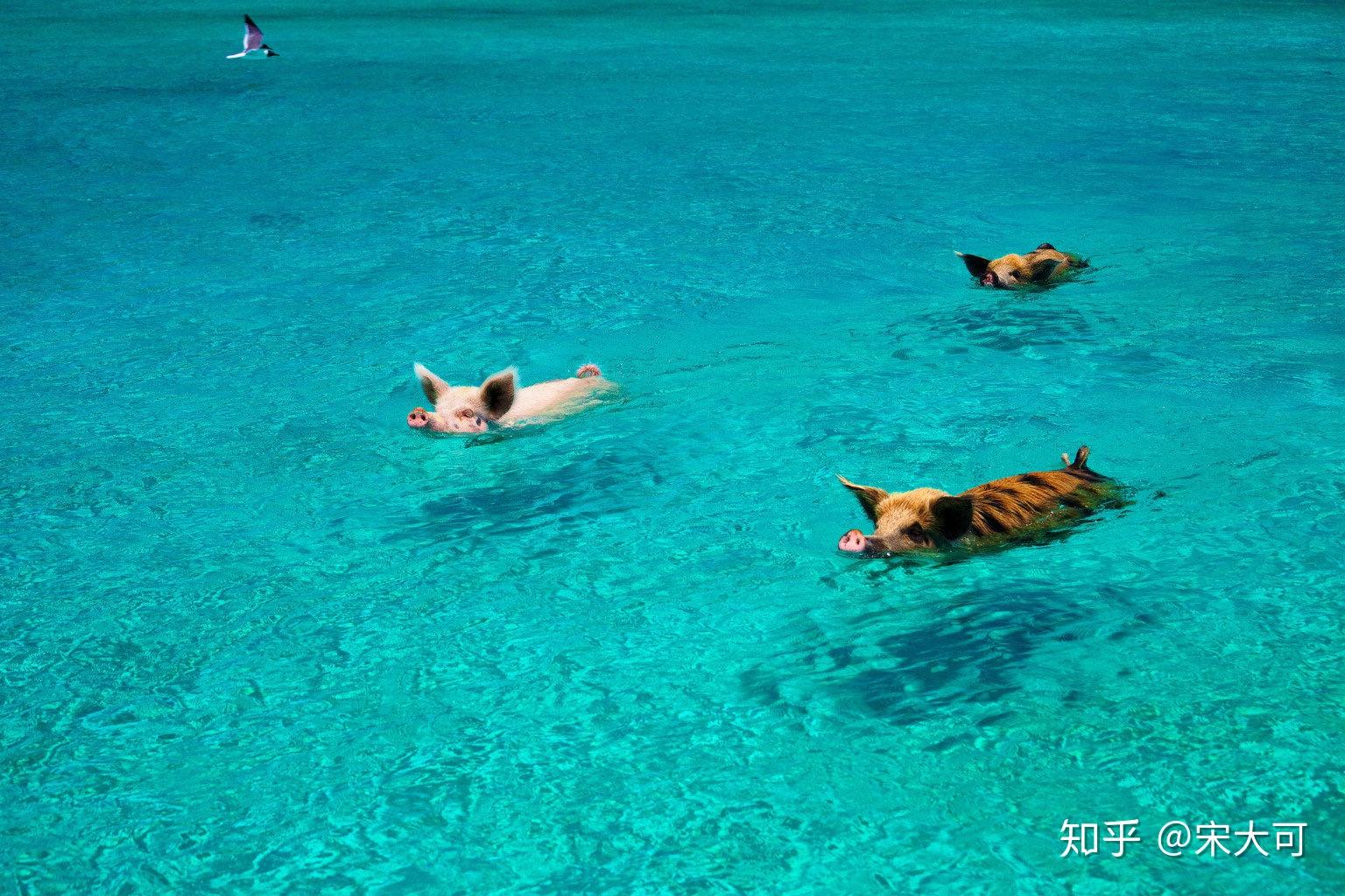 一头在蓝色大海里的猪,看着很治愈,求图片? - 知乎