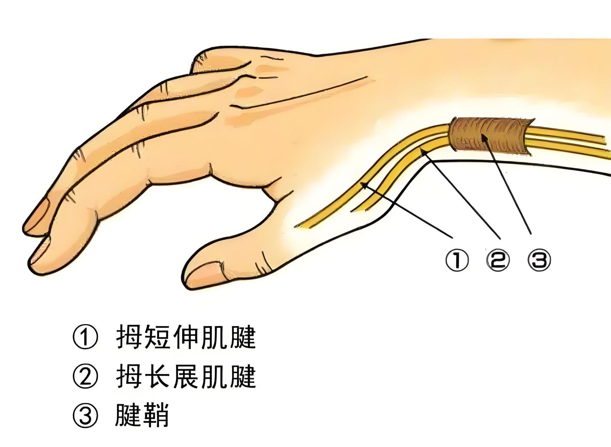 拇长展肌的作用都有什么?如何锻炼能强化它?