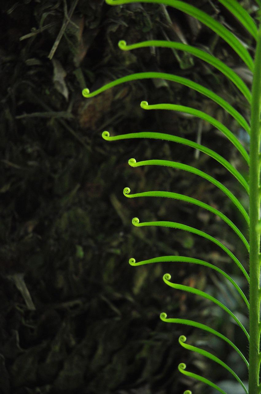 树叶有什么作用