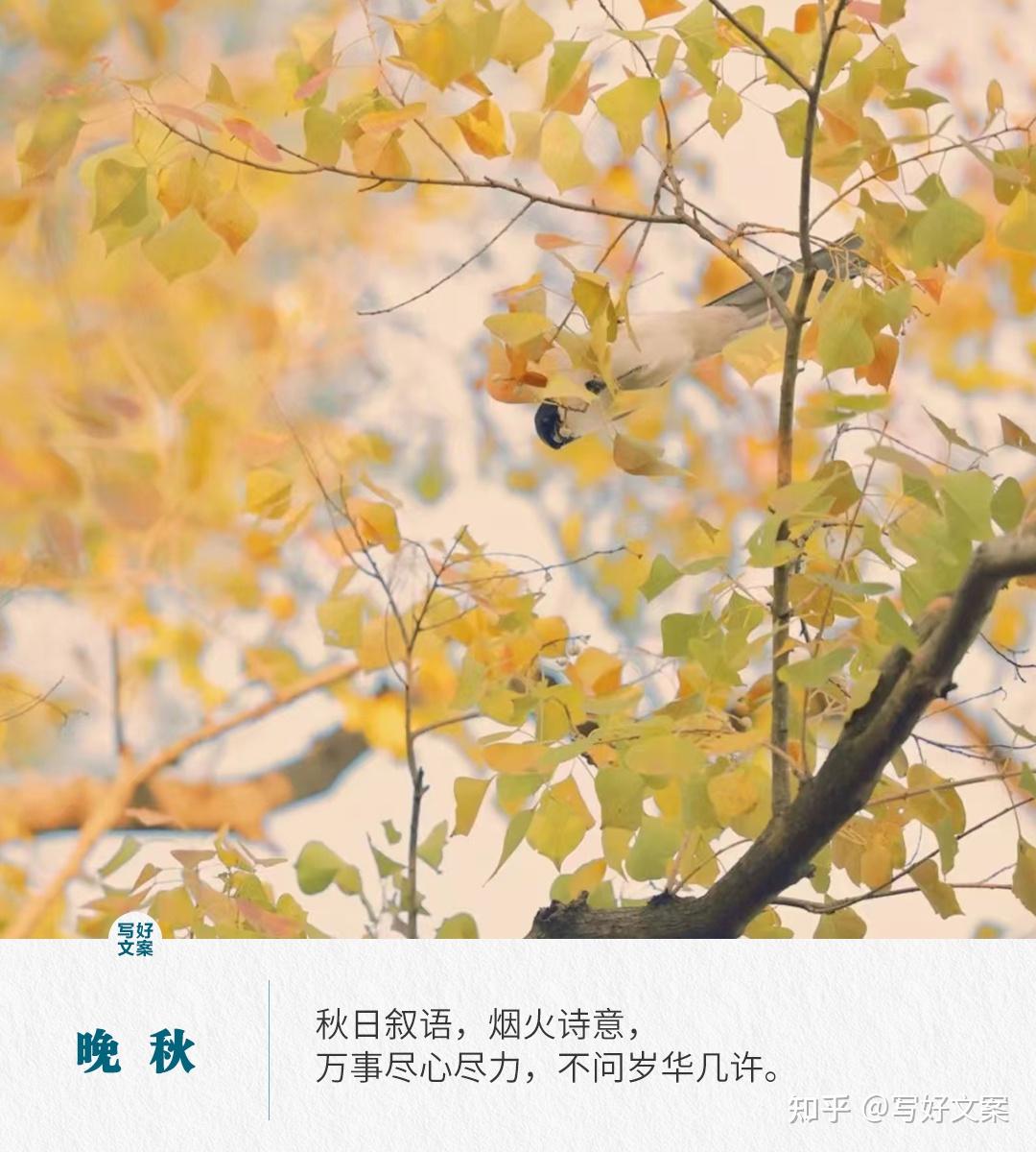 晚秋/深秋唯美文案，浪漫温柔 - 知乎