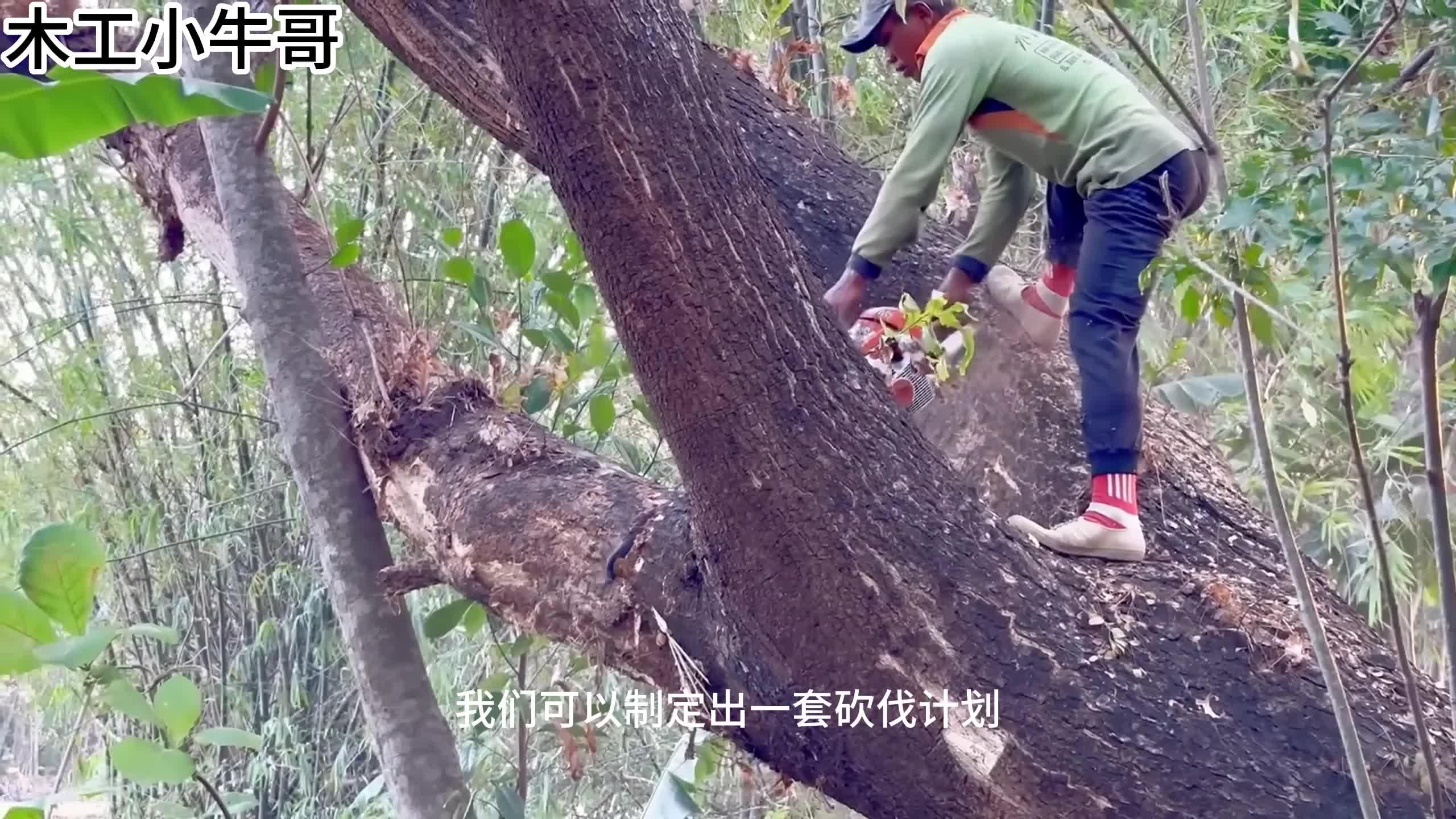 砍树的危害图片