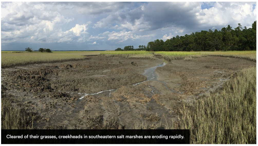 气候剧变下挖洞蟹玩大了挖呀挖挖得盐沼大变身