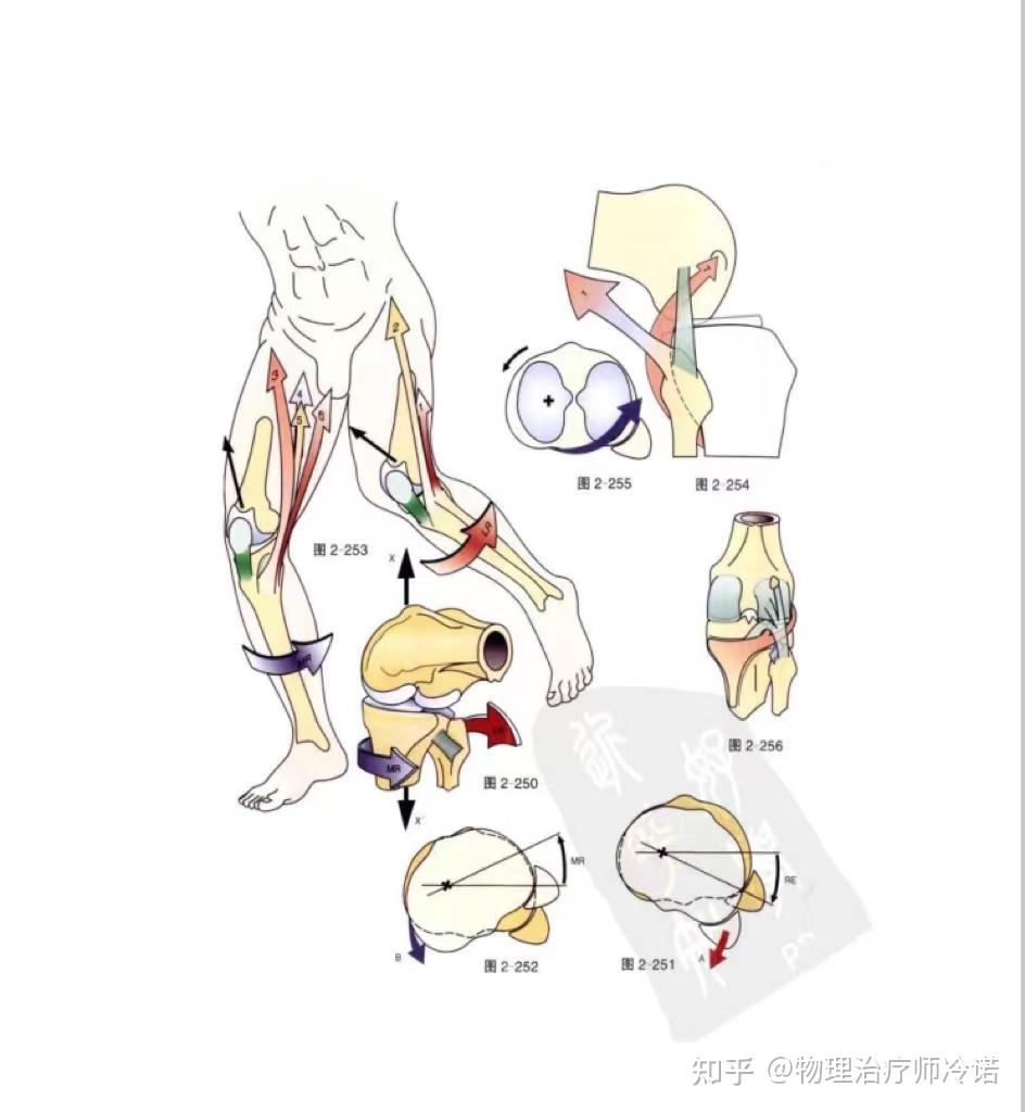 膝关节的屈和伸图解图片