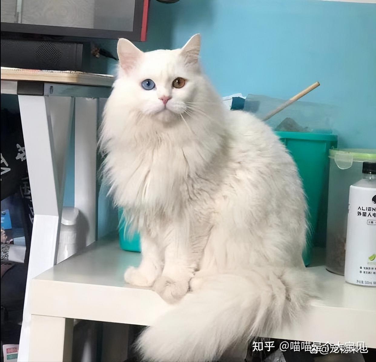 养“山东狮子猫”还是“布偶猫”,看完,你更青睐谁? - 知乎