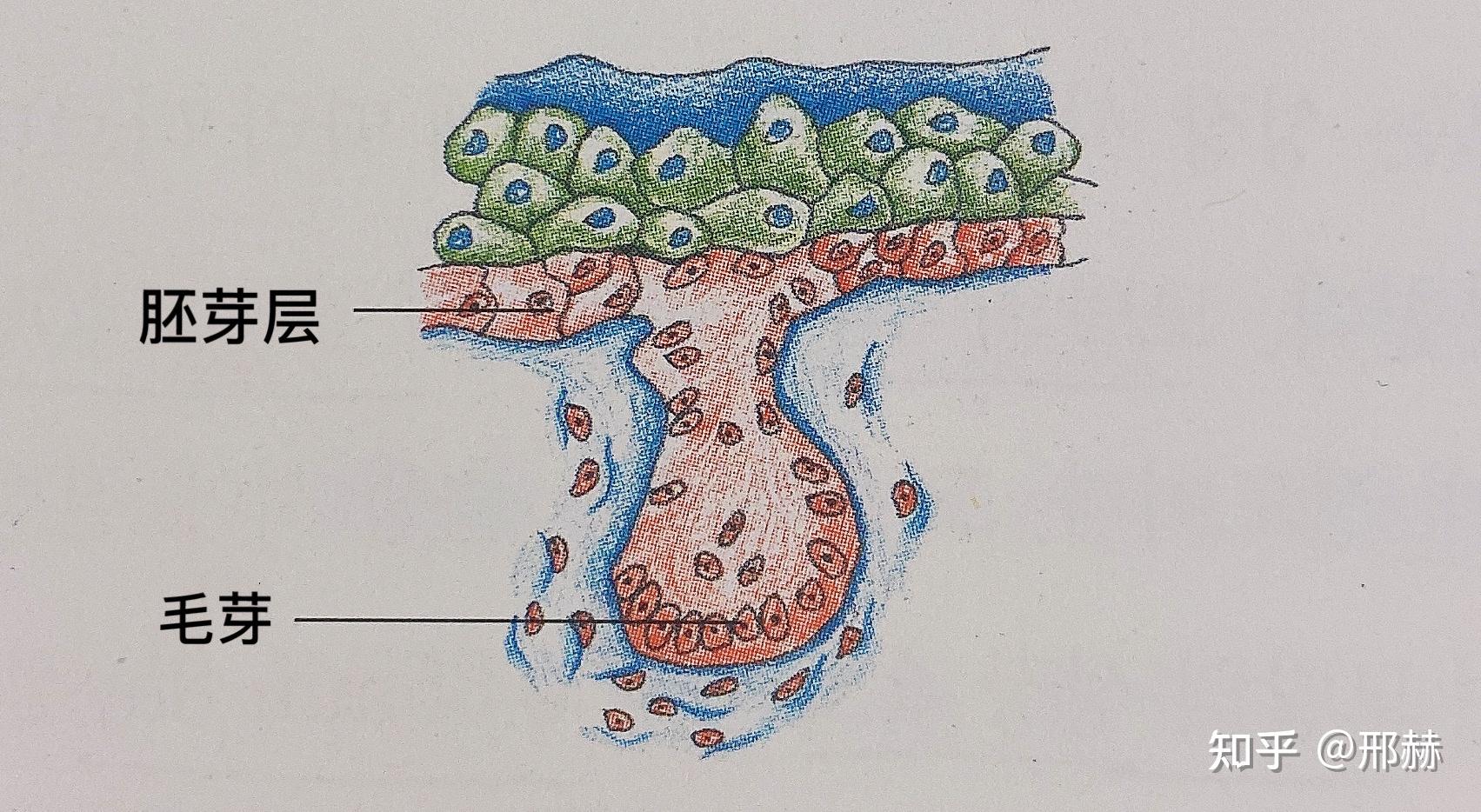 种子的胚根和胚芽图片-图库-五毛网