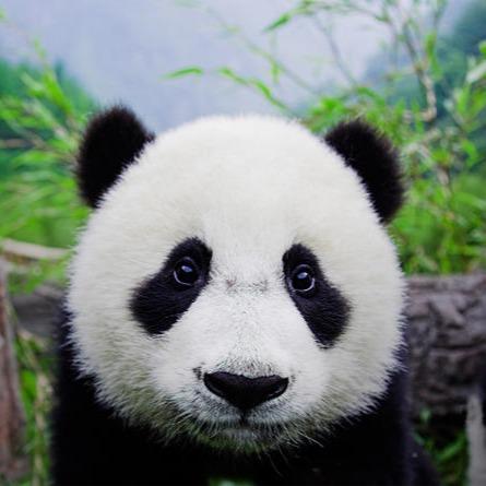 熊猫潜心研究