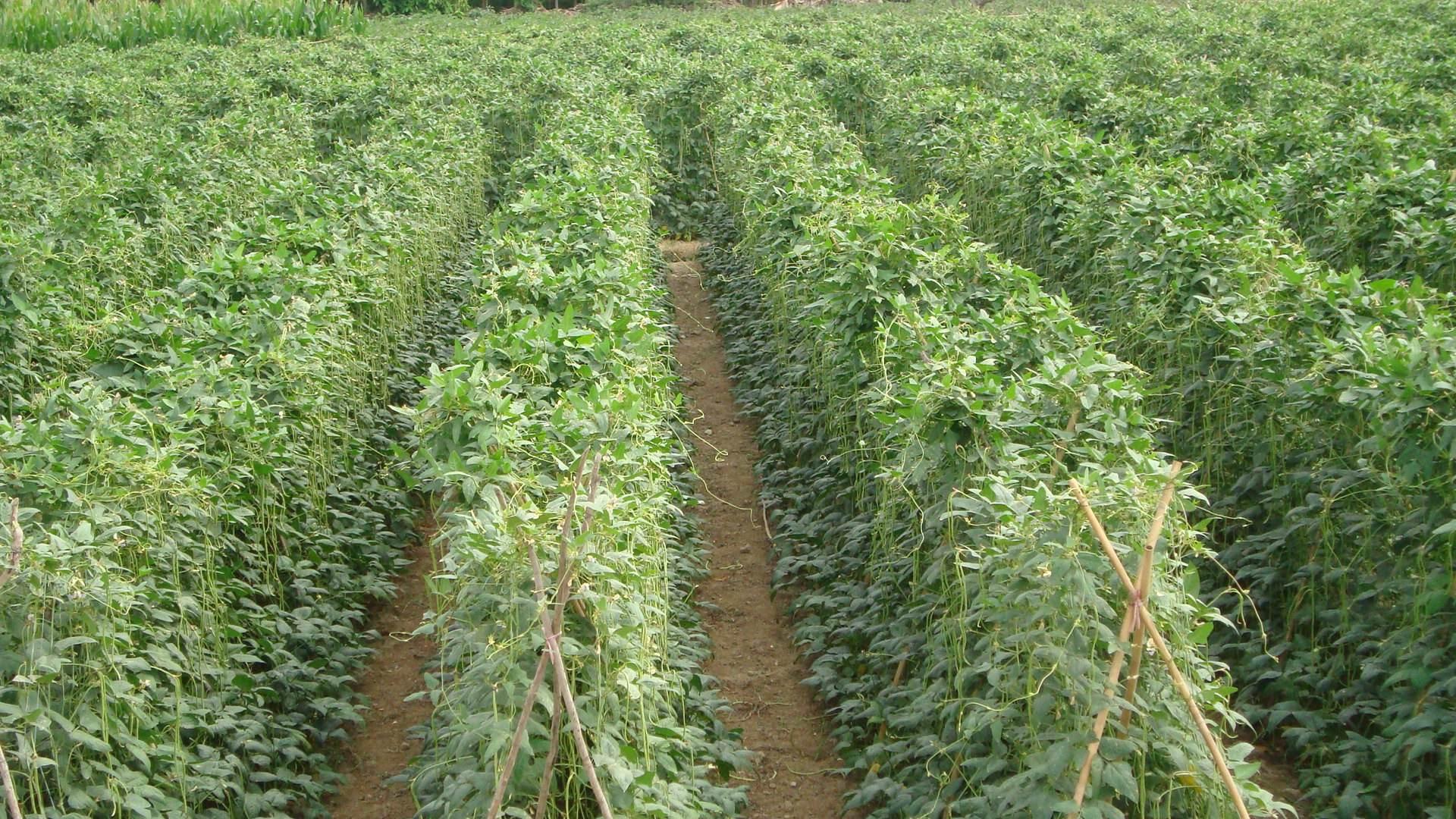 选好品种施好肥豆角种植高产很容易