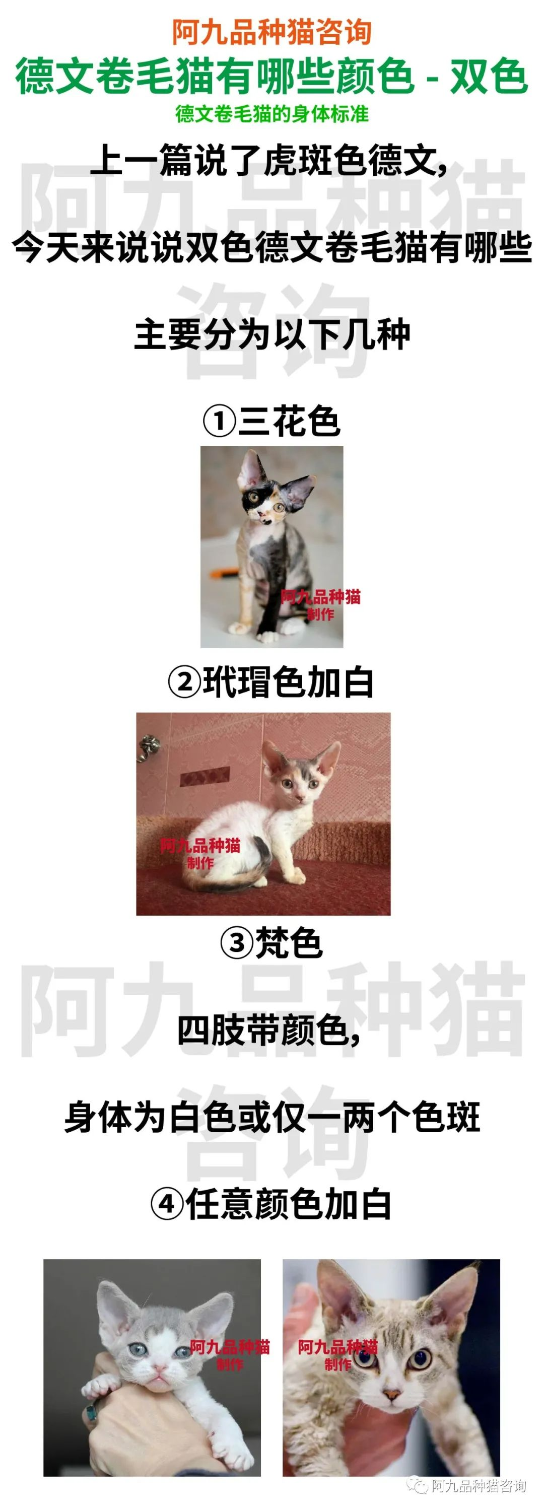 一篇文章搞懂德文卷毛猫! - 知乎