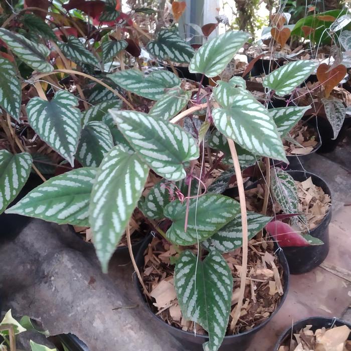叶子斑斓的锦叶葡萄 适合养成室内爬藤植物 可布置垂盆景观 知乎 叶子斑斓的锦叶葡萄 适合养成室内爬藤植物 可布置垂盆景观 知乎