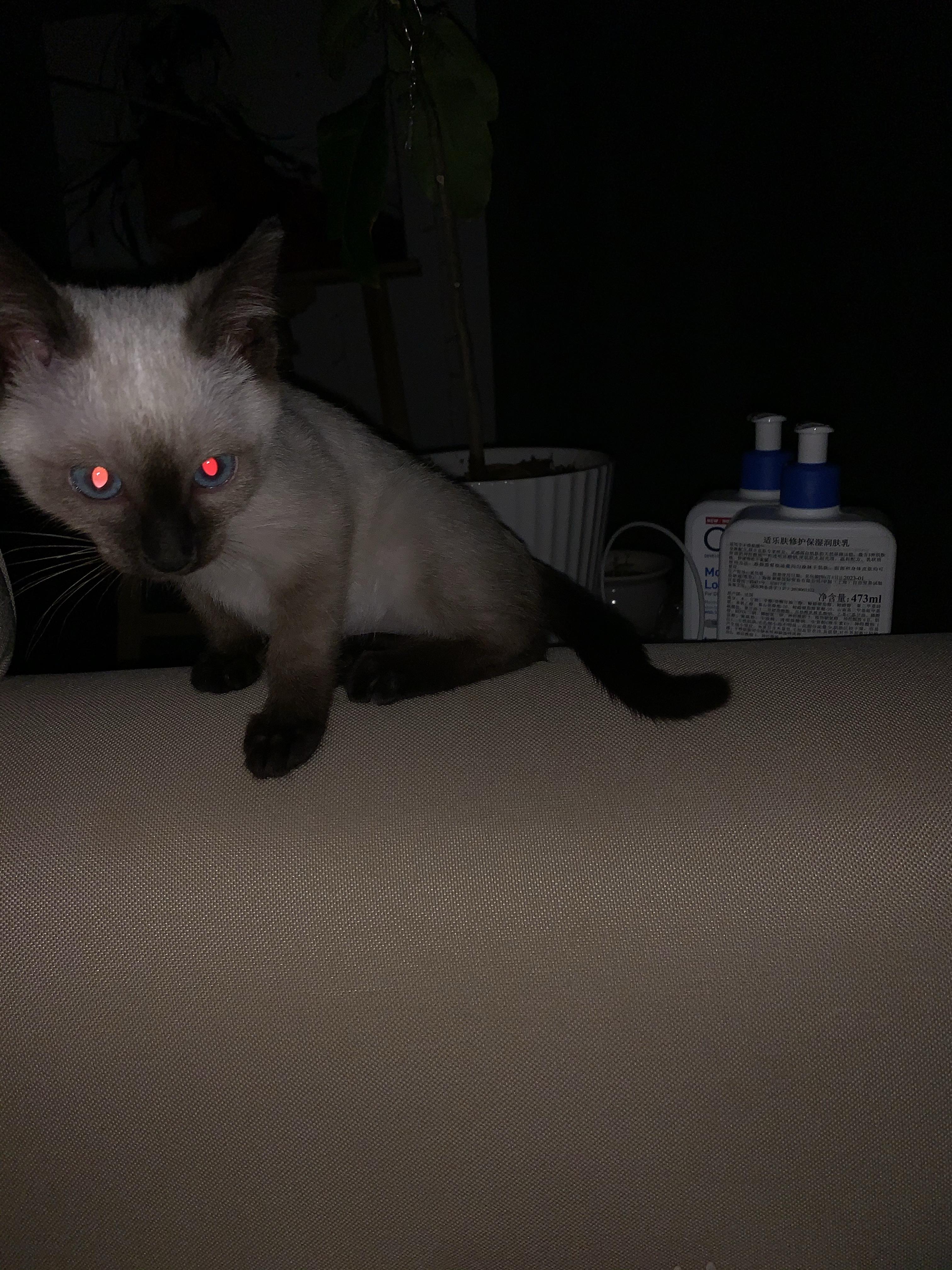 夜视镜头下猫咪的眼睛为什么会发光? 