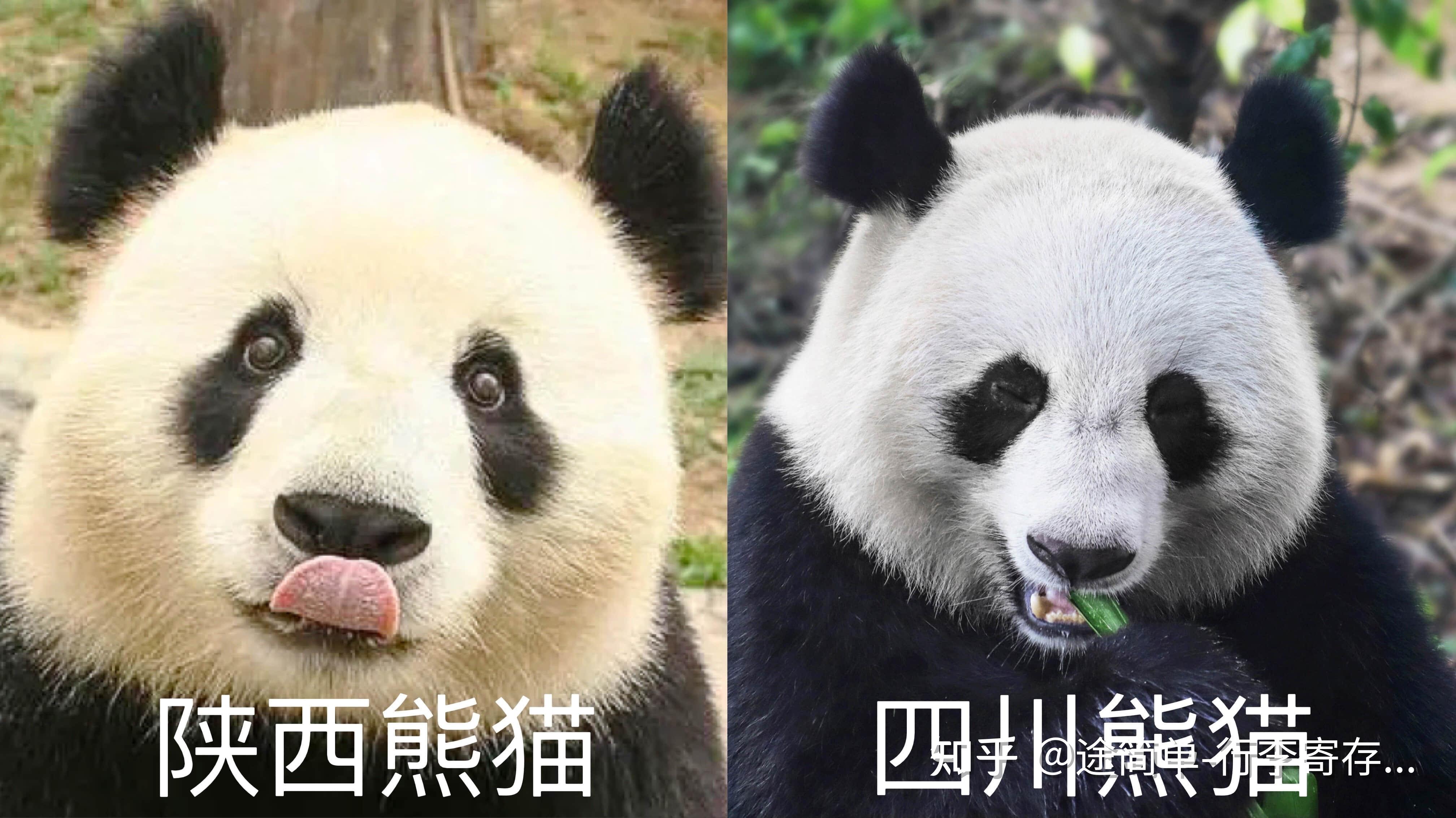 大熊猫也有冷知识——人民政协网