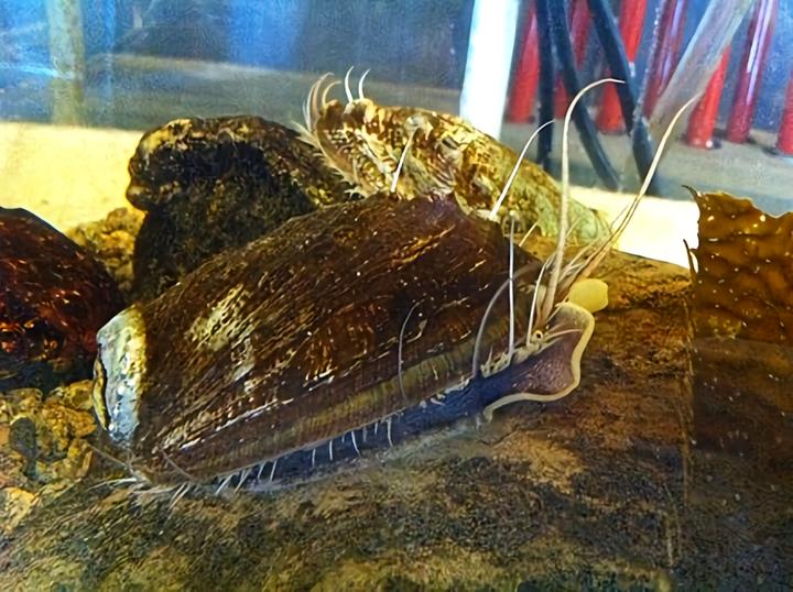 为什么动物进化不出皮甲？