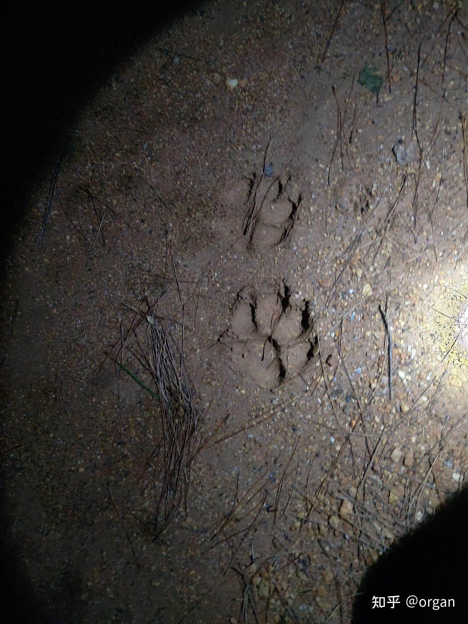 看看这是什么猫科动物脚印? - 知乎