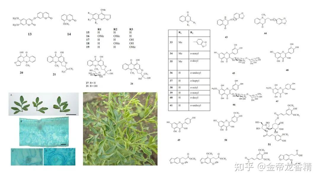 双香豆素结构图片