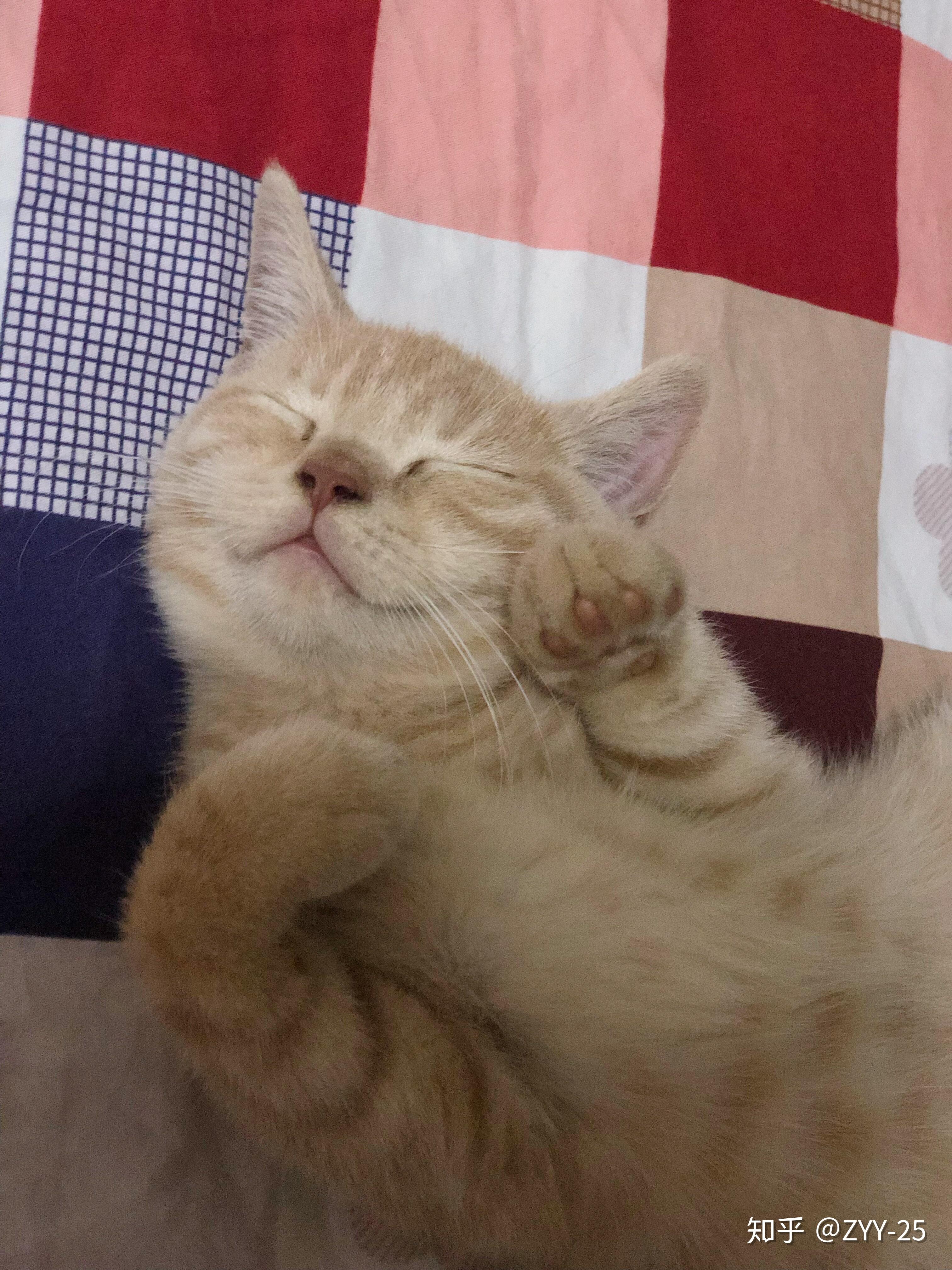 英短乳黄色都说长大后是个胖子