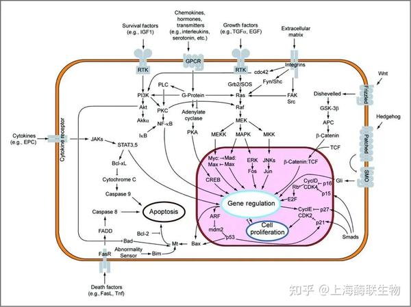经典八大热门信号通路总结-酶联生物 - 知乎