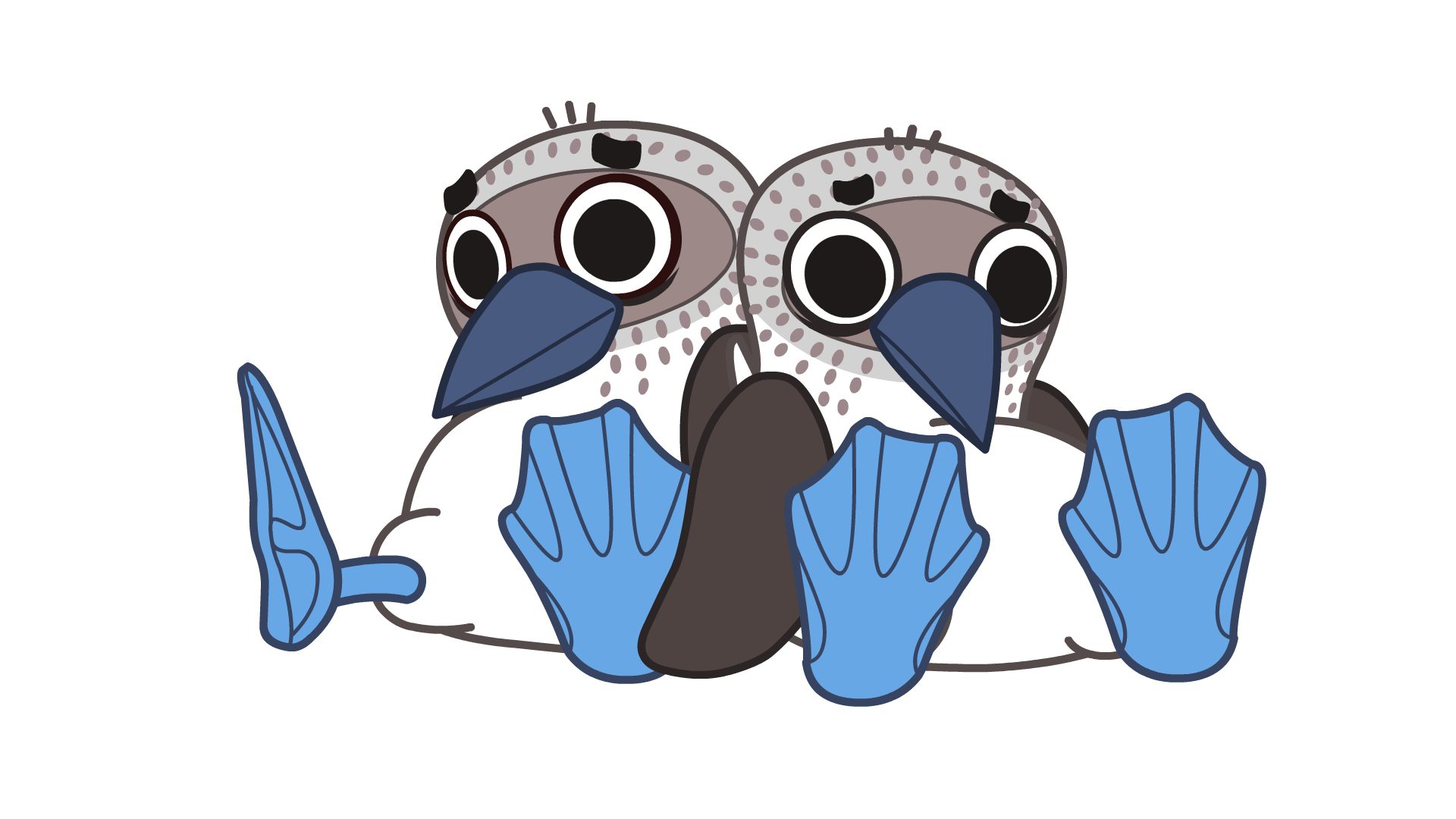 蓝脚鲣鸟看脚丫选配偶的鸟中奇葩