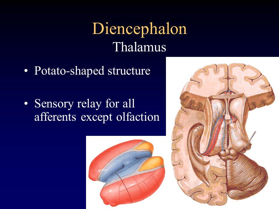 为何hypothalamus(下丘脑)和inferior colliculus(下丘)中文翻译很相似? - 知乎