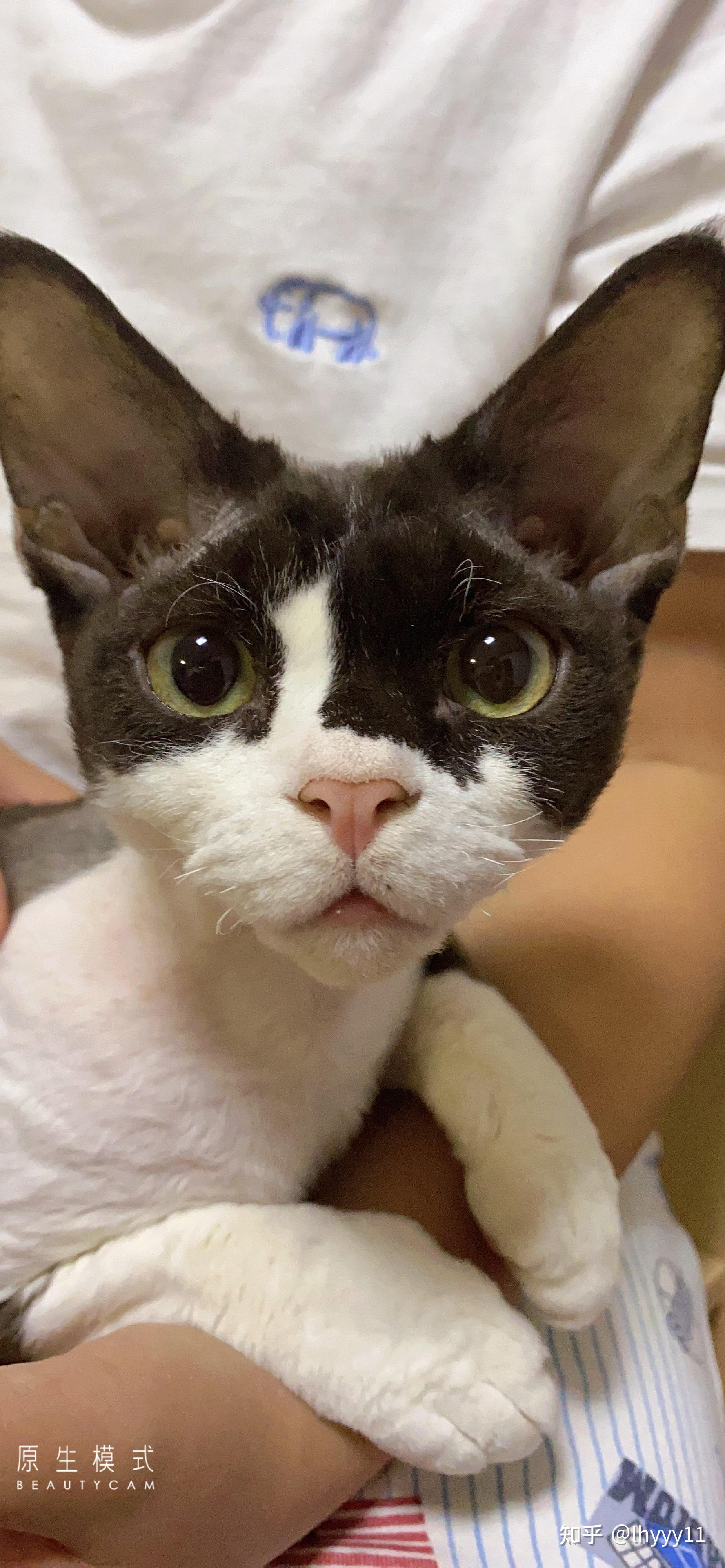 德文猫咪育儿记