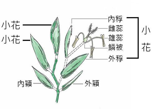 小穗是禾本科植物的花吗