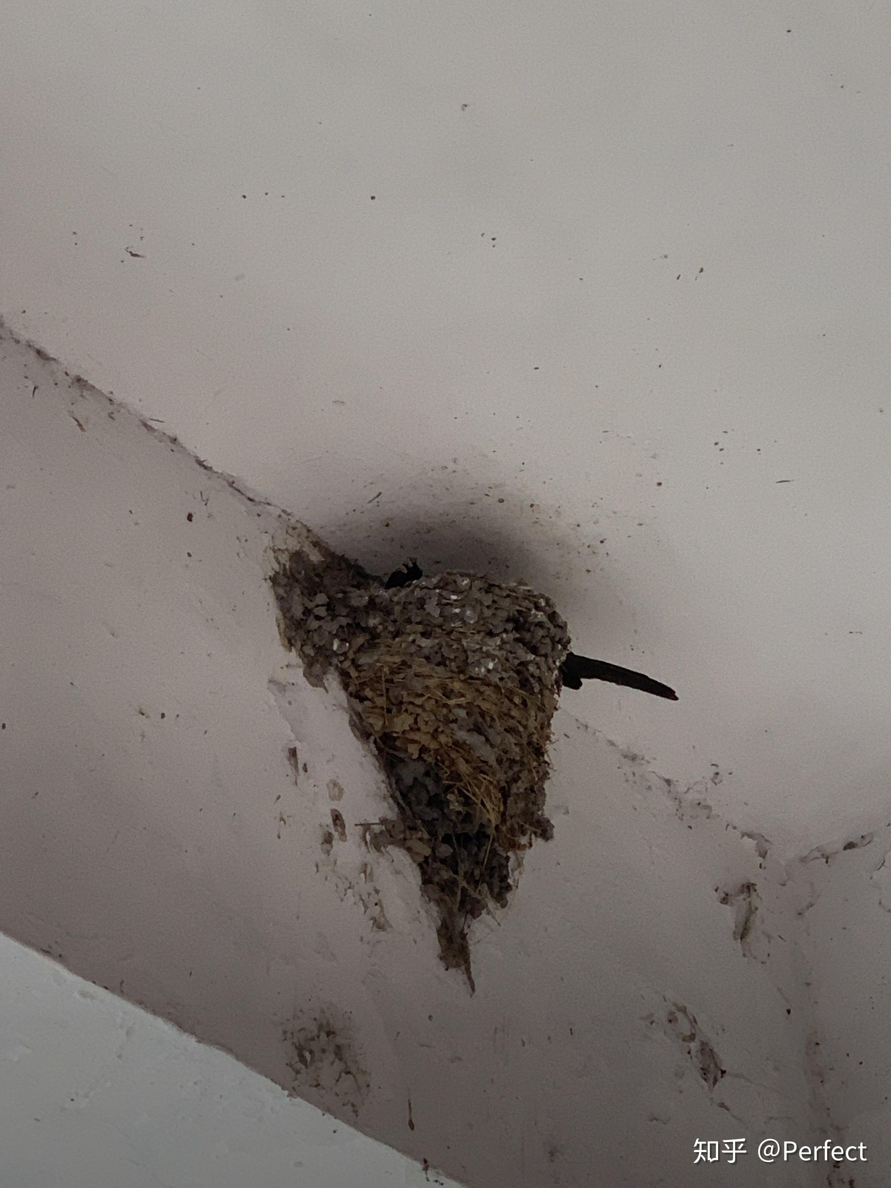 燕子死在巢里需要我把它弄出来吗