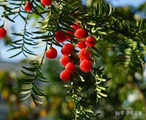 植物界的大熊猫红豆杉，原来有那么多的好处，你家养了吗？ - 知乎