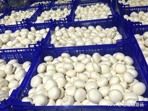 蘑菇为什么叫做蘑菇 v2-a66db0ba80dd4ddb10ae3e00f33062cb_r.jpg