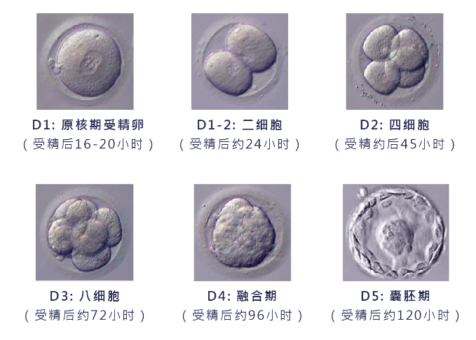 4aa囊胚图片图片