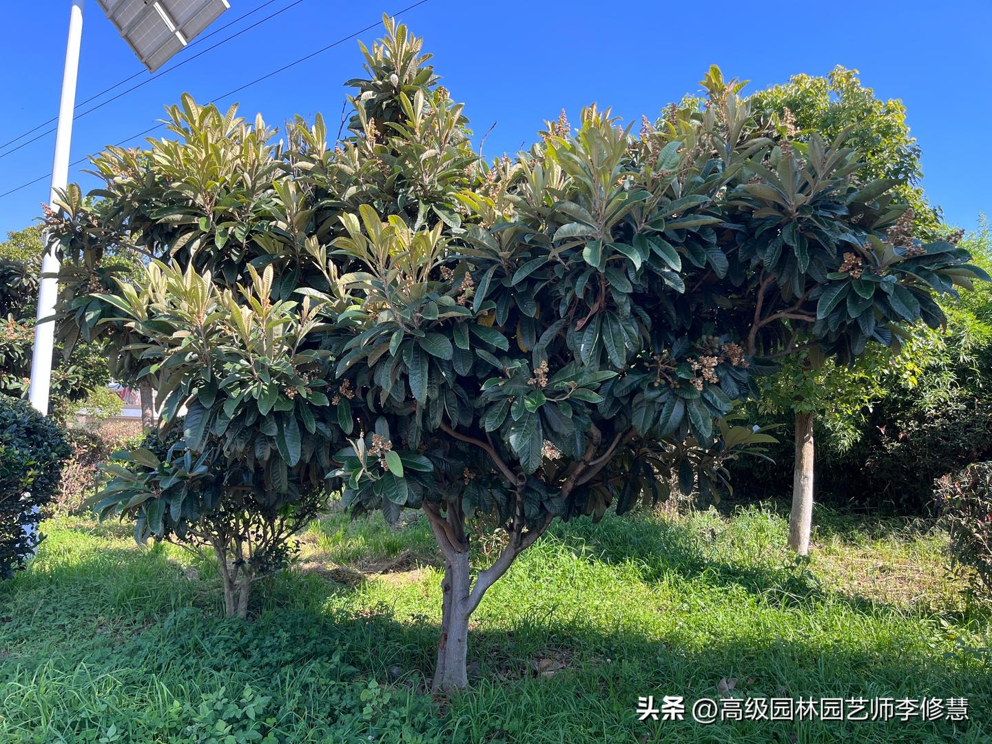枇杷树这样养才能长得更好！ - 知乎