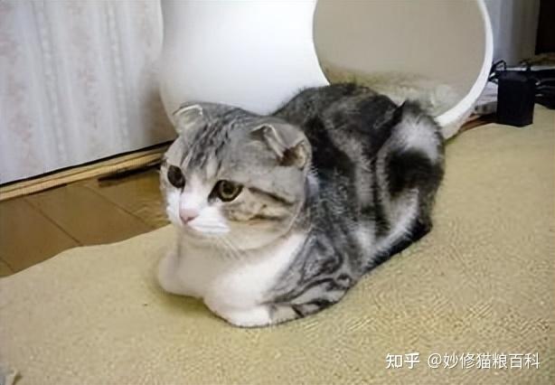 猫咪“揣手手”的5个含义，不知道的话，真的是白养猫了 - 知乎