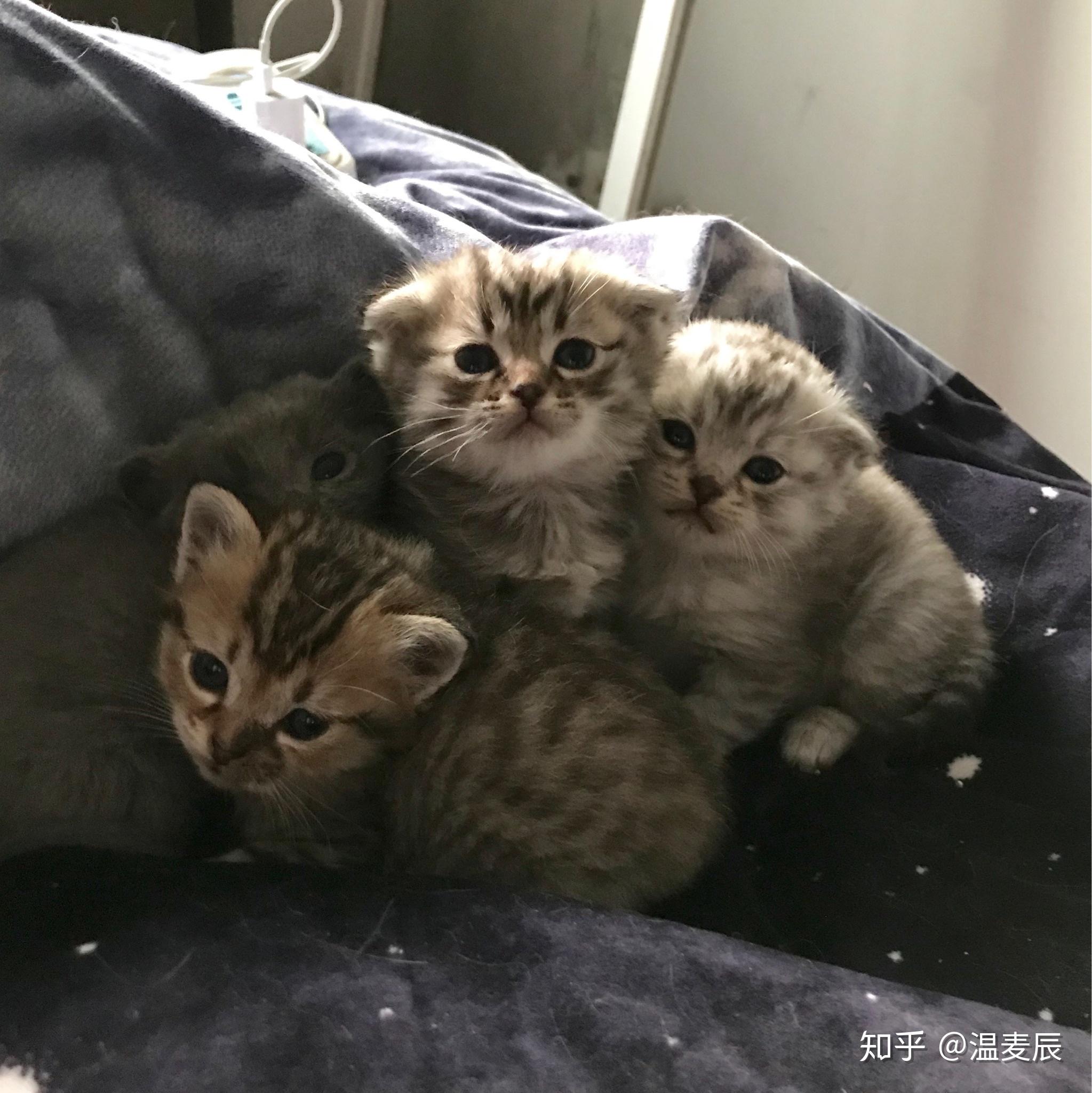 暹罗爸爸和狸花妈妈配出来的猫咪是什么样的? - 知乎