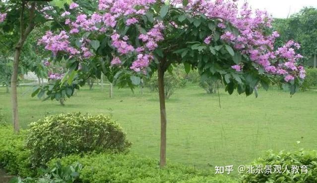 景观人植物理论系列华南地区常用落叶乔灌木总结