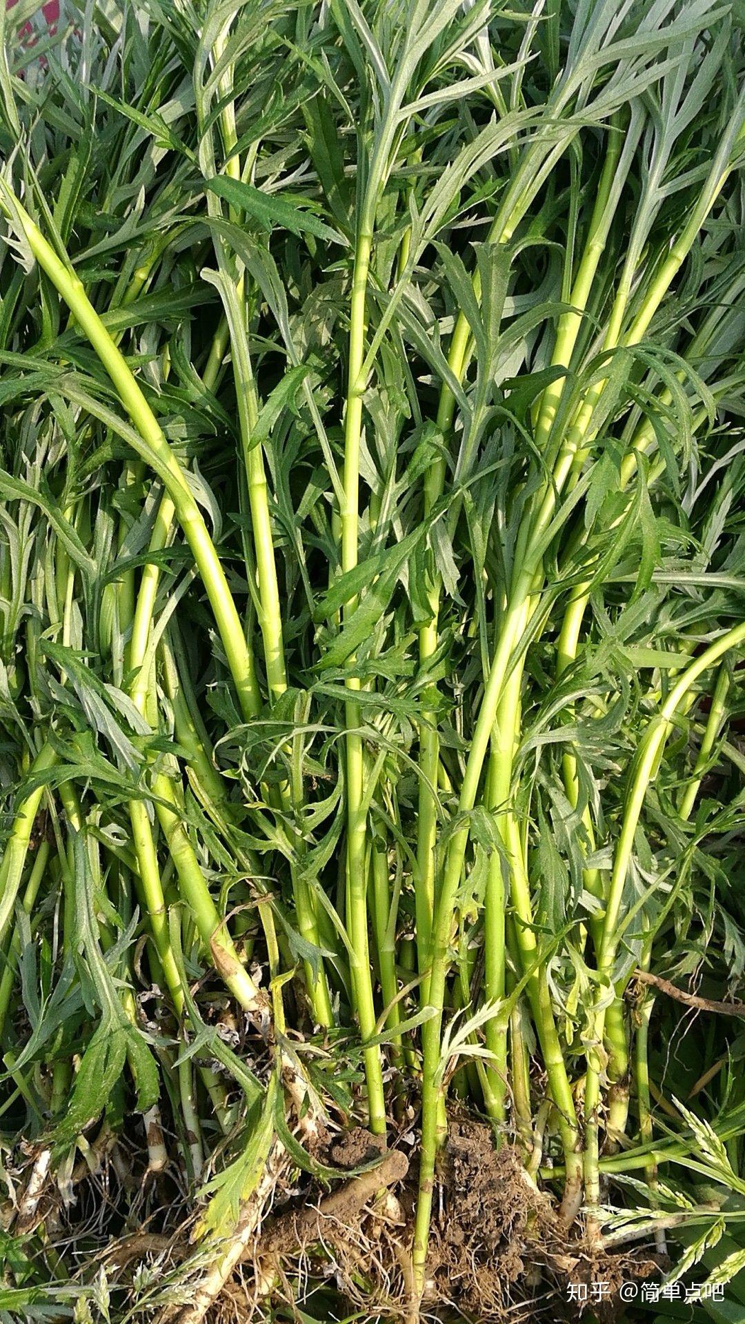 忆童年…… - 知乎